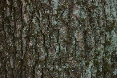 Green, white moss on tree bark