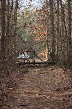 Autumn forest road is covered with dry brown leaves
