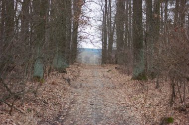 Autumn forest road is covered with dry brown leaves