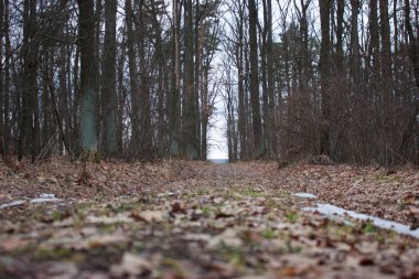Autumn forest road is covered with dry brown leaves