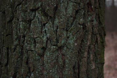 Green, white moss on tree bark