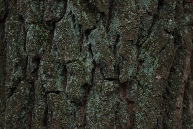 Green, white moss on tree bark