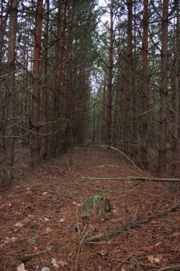 An autumn forest with shrubs and fallen leaves and trees of brownish dark color