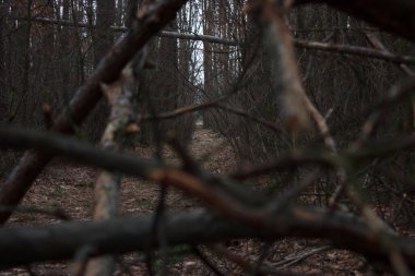 Background on the wall made of broken branches and shrubs in the fall season