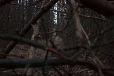 Background on the wall made of broken branches and shrubs in the fall season