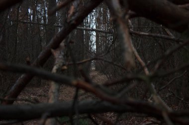 Background on the wall made of broken branches and shrubs in the fall season