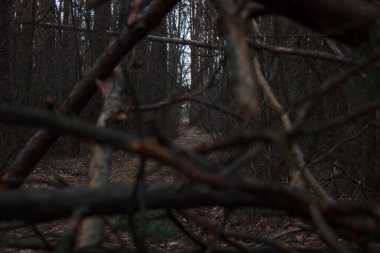 Background on the wall made of broken branches and shrubs in the fall season
