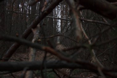 Background on the wall made of broken branches and shrubs in the fall season