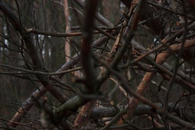 Background on the wall made of broken branches and shrubs in the fall season