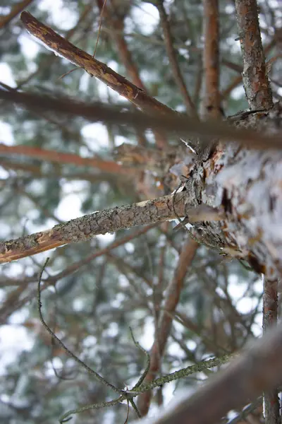 Winter snow-covered green pine