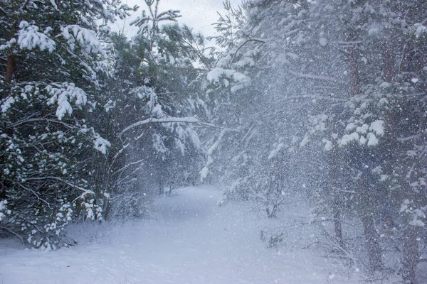 Winter snow-covered green pine