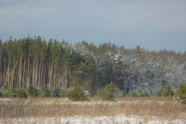 Landscape on which part of the pine forest is snowy and part is not