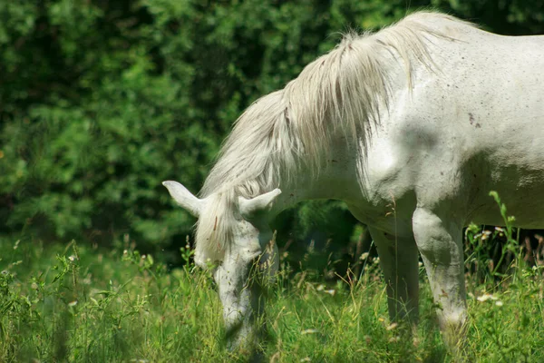 A wild white horse grazes on a green field of grass on a sunny day