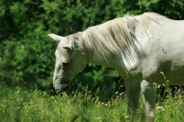 A wild white horse grazes on a green field of grass on a sunny day