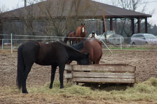A herd of horses eats grass from a feeder in a pen