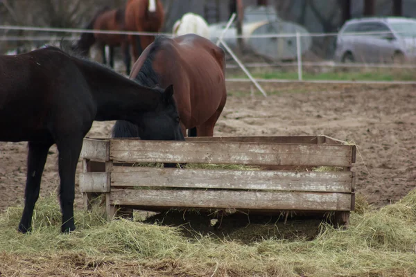 A herd of horses eats grass from a feeder in a pen