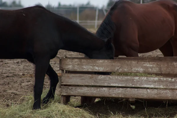A herd of horses eats grass from a feeder in a pen
