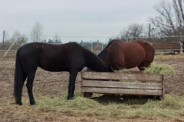 A herd of horses eats grass from a feeder in a pen