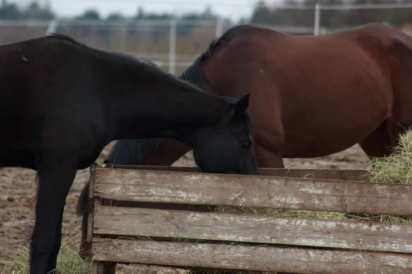 A herd of horses eats grass from a feeder in a pen