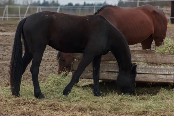 A herd of horses eats grass from a feeder in a pen