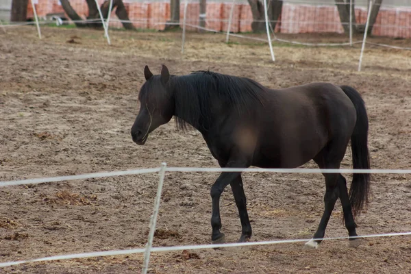 A herd of horses eats grass from a feeder in a pen
