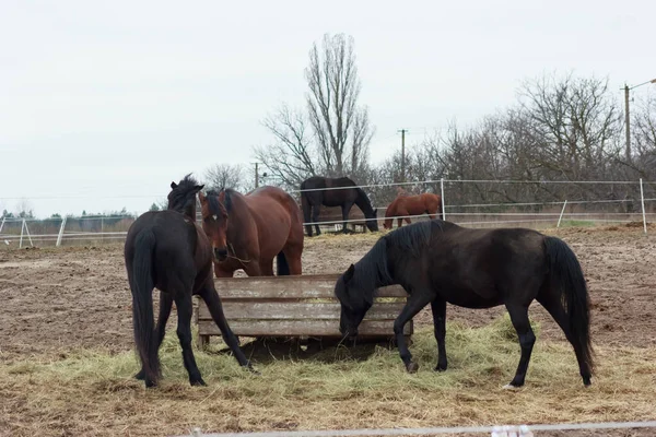 A herd of horses eats grass from a feeder in a pen