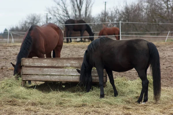 A herd of horses eats grass from a feeder in a pen