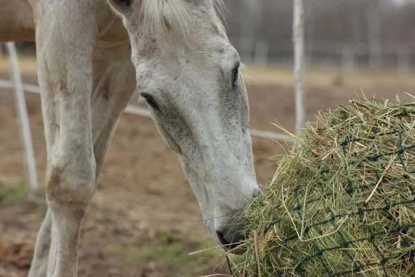 A white thoroughbred horse eats boudin straw outside from a trough