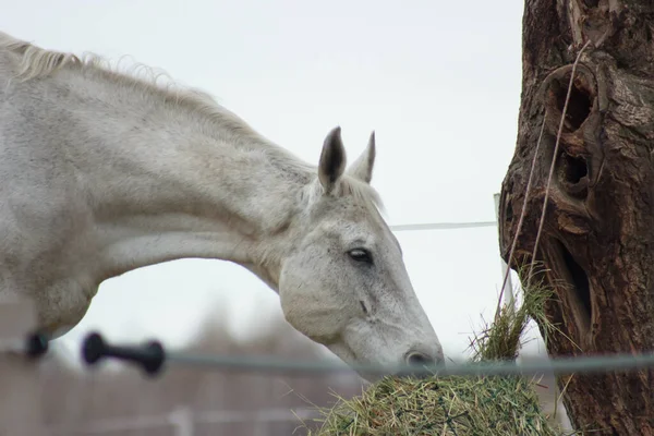 A white thoroughbred horse eats boudin straw outside from a trough