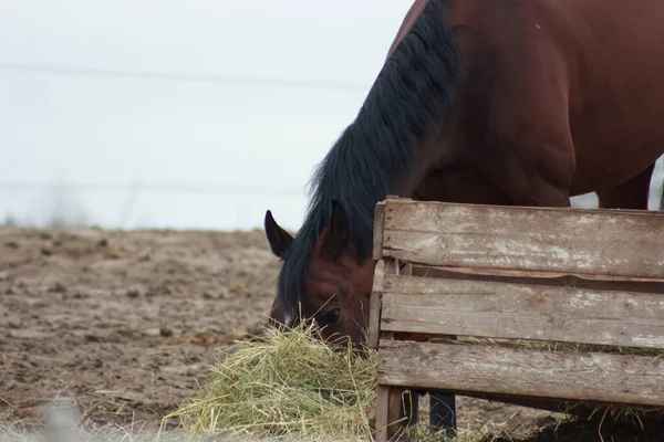 A herd of horses eats grass from a feeder in a pen