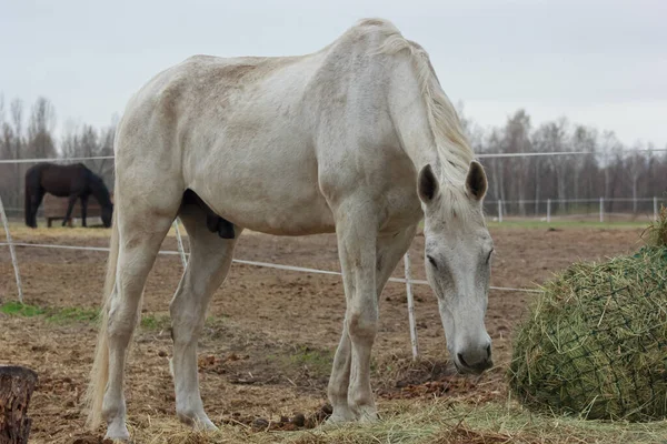 A white thoroughbred horse eats boudin straw outside from a trough