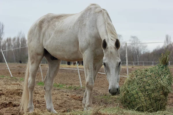 A white thoroughbred horse eats boudin straw outside from a trough