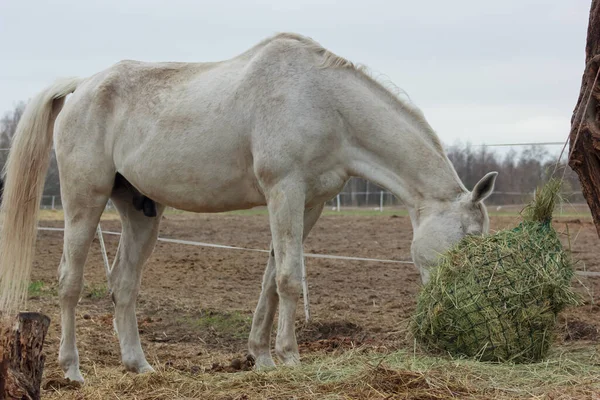 A white thoroughbred horse eats boudin straw outside from a trough