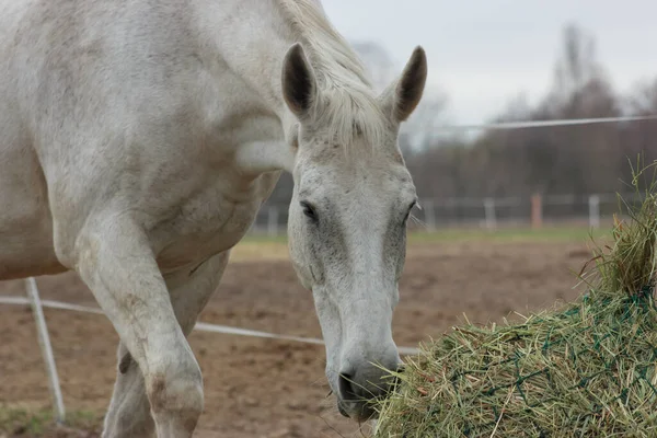 A white thoroughbred horse eats boudin straw outside from a trough