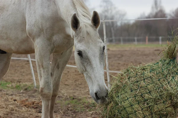 A white thoroughbred horse eats boudin straw outside from a trough