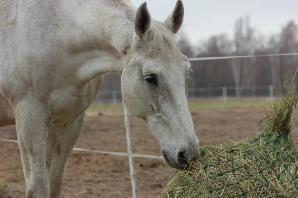 A white thoroughbred horse eats boudin straw outside from a trough