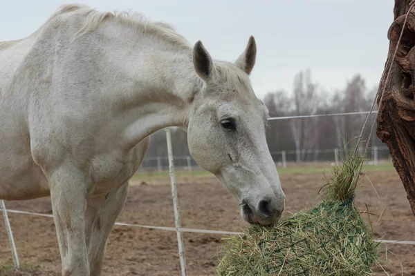 A white thoroughbred horse eats boudin straw outside from a trough