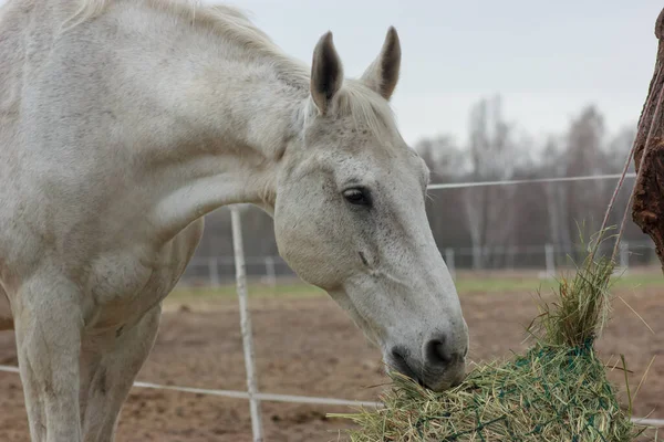 A white thoroughbred horse eats boudin straw outside from a trough