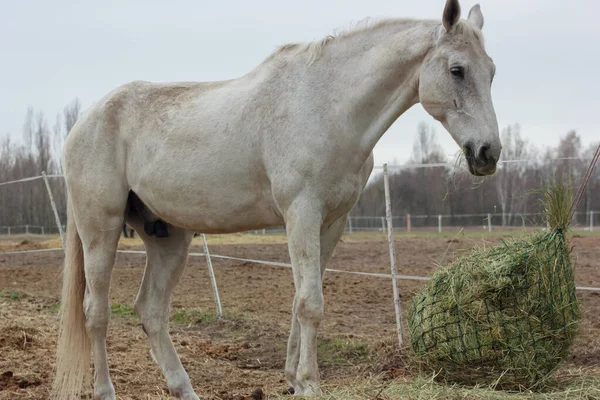 A white thoroughbred horse eats boudin straw outside from a trough