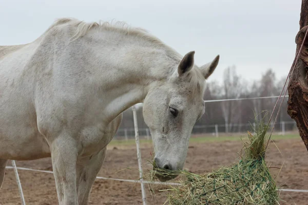 A white thoroughbred horse eats boudin straw outside from a trough