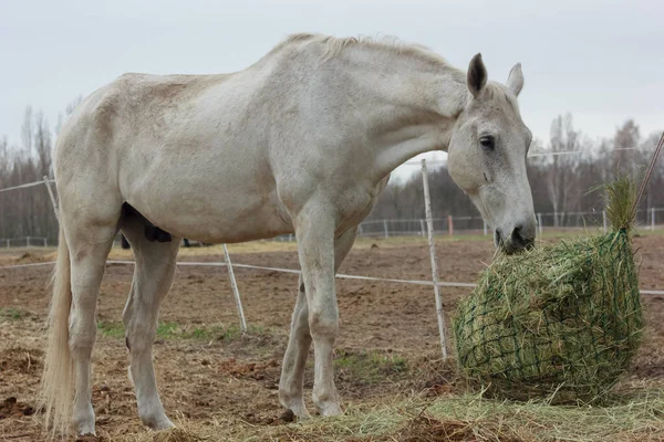 A white thoroughbred horse eats boudin straw outside from a trough