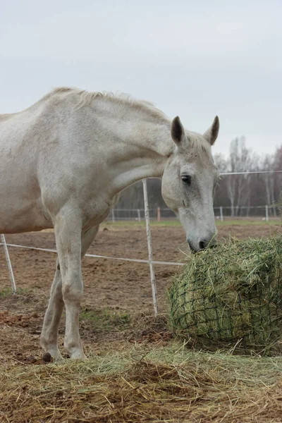 A white thoroughbred horse eats boudin straw outside from a trough