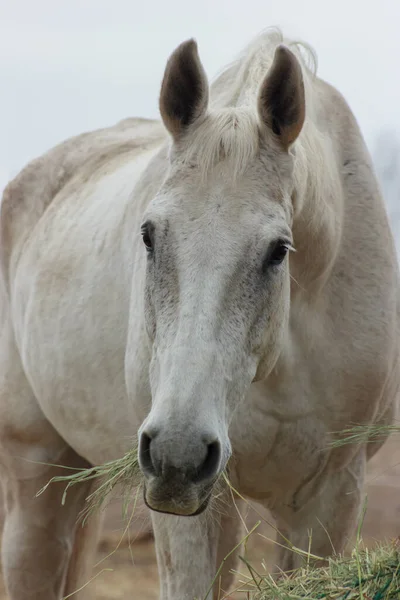 A white thoroughbred horse eats boudin straw outside from a trough