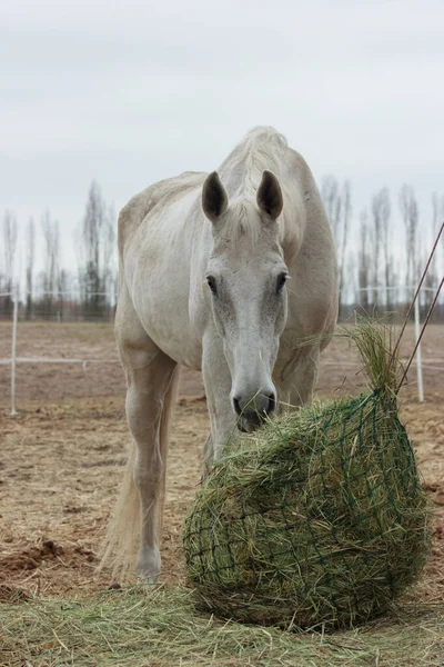 A white thoroughbred horse eats boudin straw outside from a trough