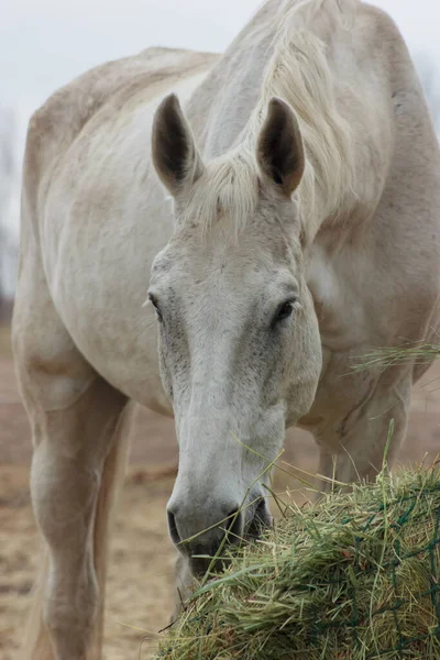 A white thoroughbred horse eats boudin straw outside from a trough