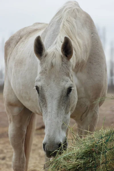 A white thoroughbred horse eats boudin straw outside from a trough