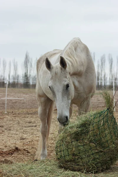 A white thoroughbred horse eats boudin straw outside from a trough