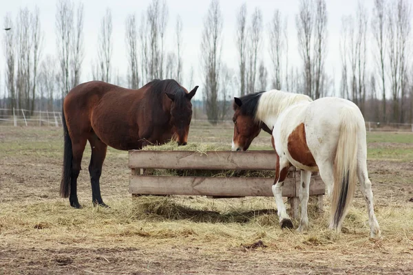 A herd of horses eats grass from a feeder in a pen