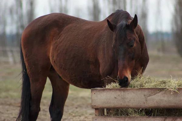 One brown horse stands in the field behind the fence