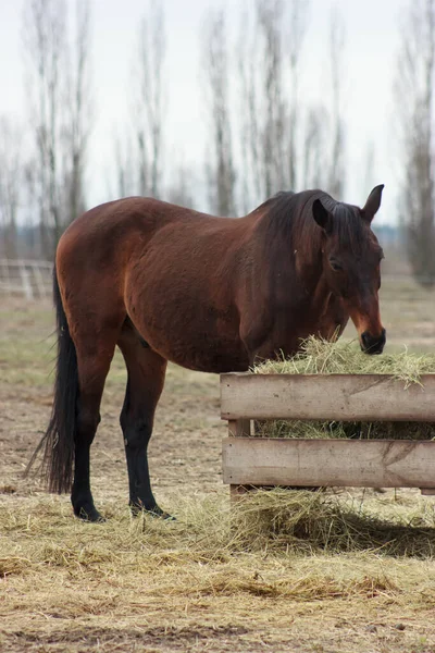 One brown horse stands in the field behind the fence